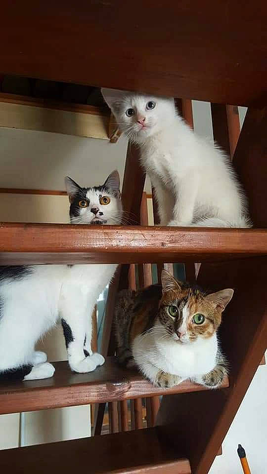 Enjoye participe au concours pour gagner de l'argent avec cette photo : aegean_cat, american_wirehair, asian, burmilla, carnivore, cat, domestic_short_haired_cat, european_shorthair, felidae, japanese_bobtail, kitten, mammal, ojos_azules, polydactyl_cat, small_to_medium_sized_cats, turkish_angora, turkish_van, vertebrate, whiskers