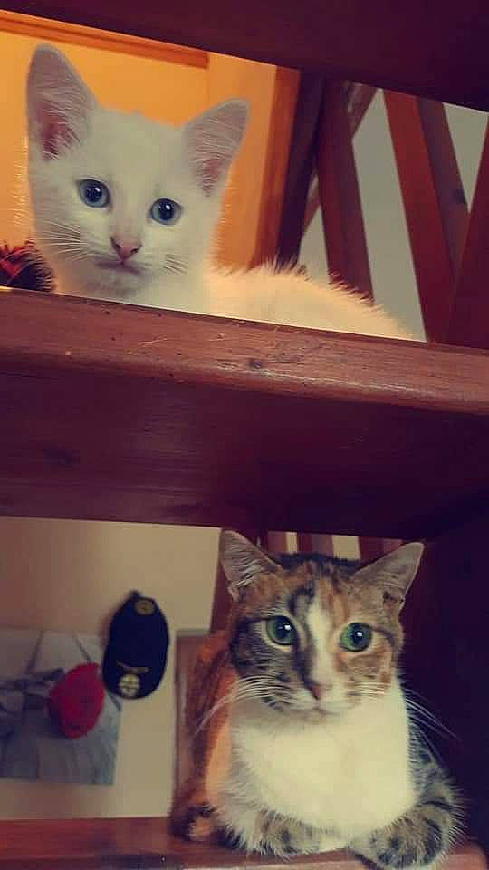 Enjoye participe au concours pour gagner de l'argent avec cette photo : aegean_cat, asian, burmilla, carnivore, cat, colorpoint_shorthair, domestic_short_haired_cat, european_shorthair, eye, felidae, iris, kitten, mammal, ojos_azules, small_to_medium_sized_cats, snapshot, turkish_angora, turkish_van, vertebrate, whiskers