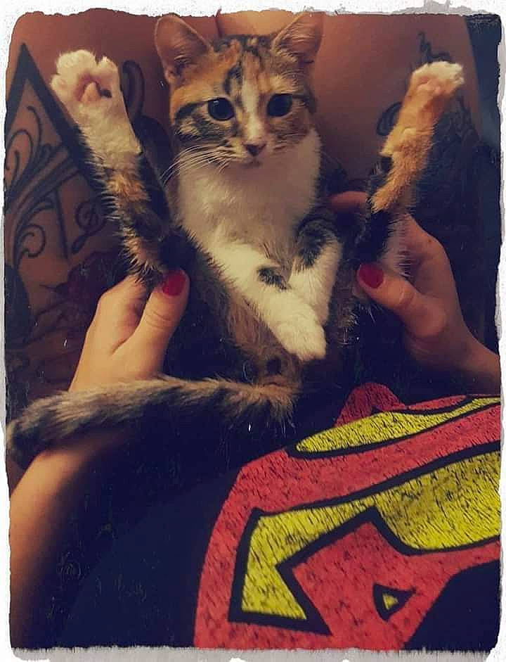 Enjoye a rejoint le concours — aidez-le/la à gagner de superbes lots ! asian, blanket, carnivore, cat, felidae, fur, furniture, kitten, linens, paw, small_to_medium_sized_cats, square, tabby_cat, textile, whiskers