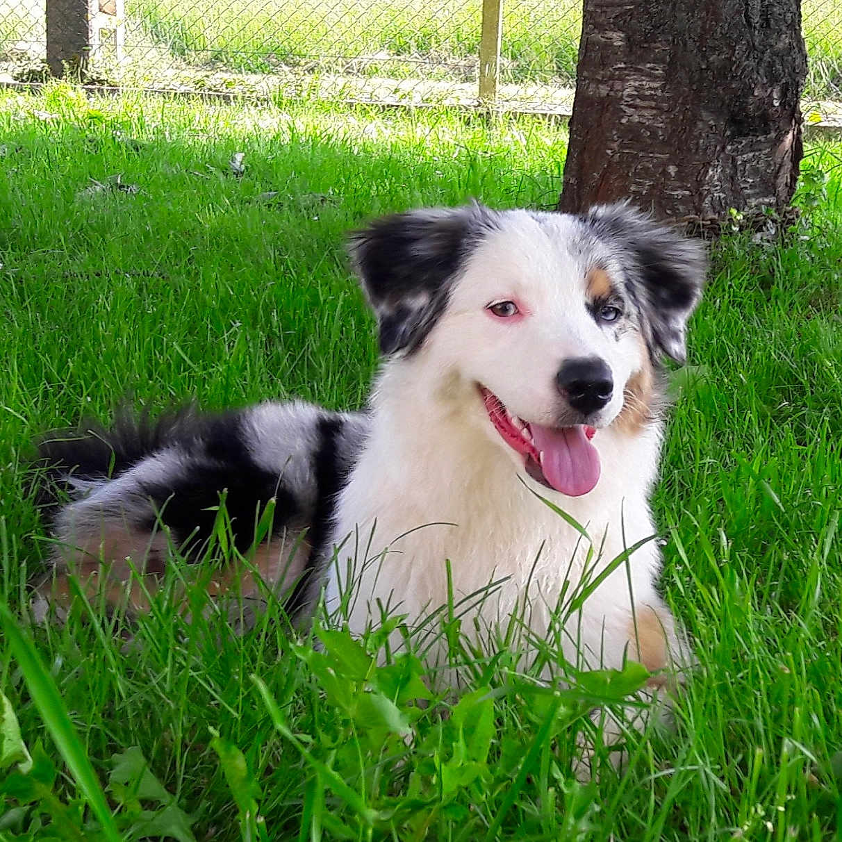 Naya participe au concours pour gagner de l'argent avec cette photo : australian_shepherd, border_collie, companion_dog, dog, dog_breed, dog_breed_group, dog_like_mammal, english_shepherd, grass, miniature_australian_shepherd, rough_collie, tornjak, welsh_sheepdog