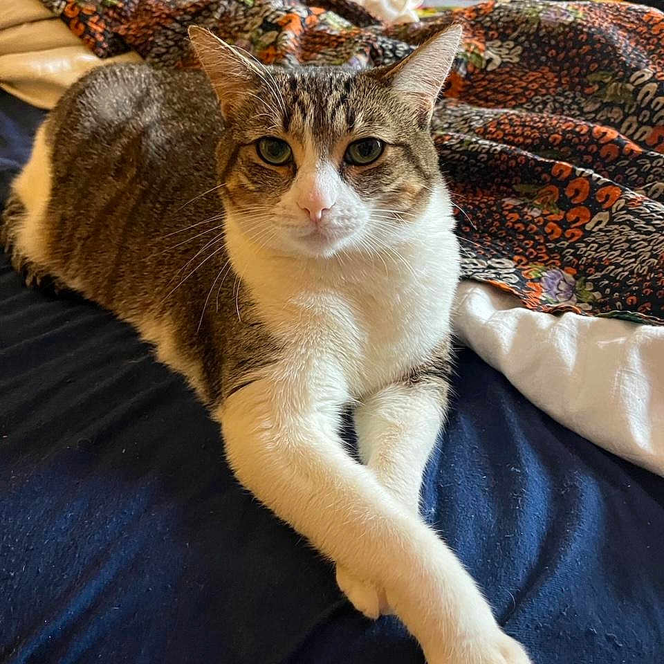 Captain Cuddles joined the competition — help win amazing prizes! animal, bed, blanket, cat, cozy, crossed_paws, cute, domestic, fur, furniture, home, indoor, looking_at_camera, pet, relaxed, resting, sleep_area, tabby_cat, whiskers, white_cat