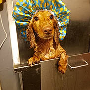 Rocket joined the competition — help win amazing prizes! dog, dachshund, wet_dog, shower_cap, bath, grooming, pet, animal, brown_fur, long_ears, floppy_ears, brown_eyes, wet_fur, funny, cute, portrait, indoor, wash_station, metal, duck_pattern