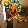dog, dachshund, wet_dog, shower_cap, bath, grooming, pet, animal, brown_fur, long_ears, floppy_ears, brown_eyes, wet_fur, funny, cute, portrait, indoor, wash_station, metal, duck_pattern
