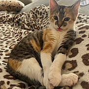 Mochi is registered to the contest to win money with this photo: kitten, calico, cat, pet, animal, indoor, blanket, leopard_print, fur, cute, young, paw, tongue_out, cozy, relaxed, resting, soft, domestic, mammal, whiskers