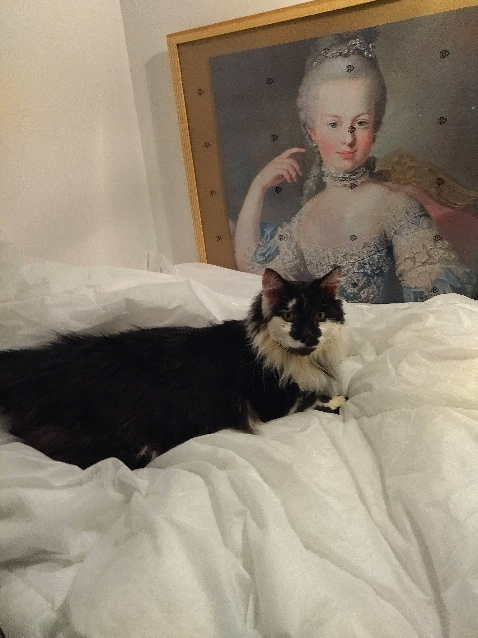 Prosper a rejoint le concours — aidez-le/la à gagner de superbes lots ! bed, bed_frame, cabinetry, carnivore, cat, chair, comfort, drawer, fashion_design, felidae, formal_wear, fur, furniture, gown, grey, hair, linens, sleeve, small_to_medium_sized_cats, whiskers