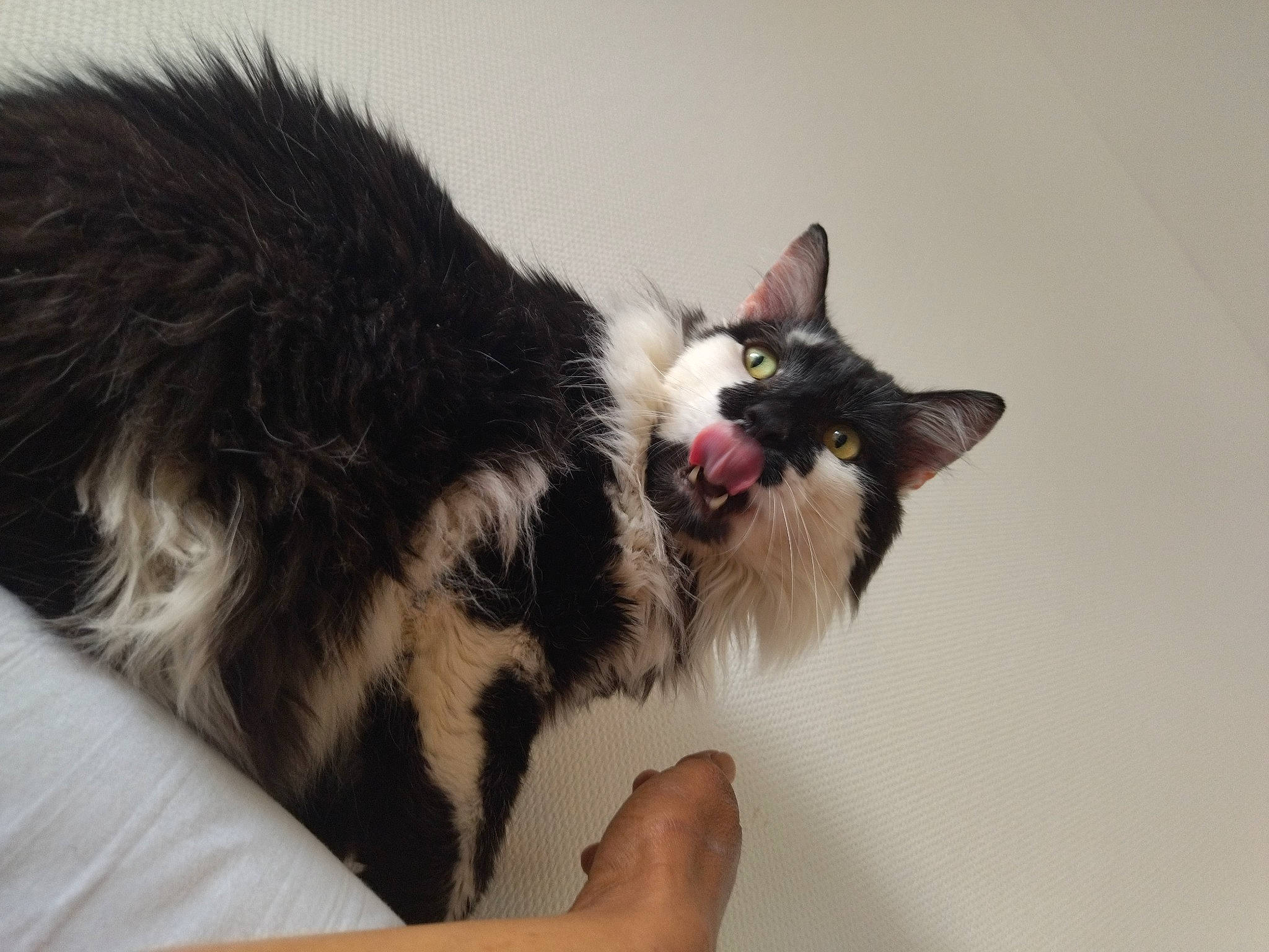 Prosper participe au concours pour gagner de l'argent avec cette photo : carnivore, cat, claw, comfort, domestic_short_haired_cat, felidae, foot, fur, paw, roar, small_to_medium_sized_cats, snout, tail, whiskers