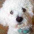 Teddy