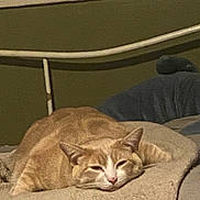 Fitz joined the competition — help win amazing prizes! cat, orange_cat, tabby, sleeping, bed, blanket, cozy, indoor, pet, feline, resting, fur, animal, cute, relaxed, home, comfort, head, ears, whiskers