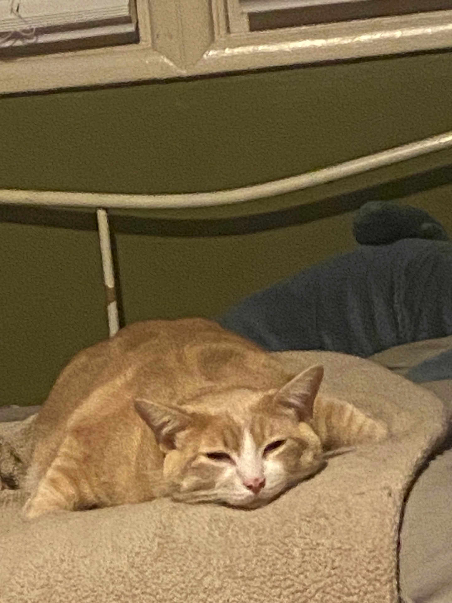 Fitz joined the competition — help win amazing prizes! cat, orange_cat, tabby, sleeping, bed, blanket, cozy, indoor, pet, feline, resting, fur, animal, cute, relaxed, home, comfort, head, ears, whiskers