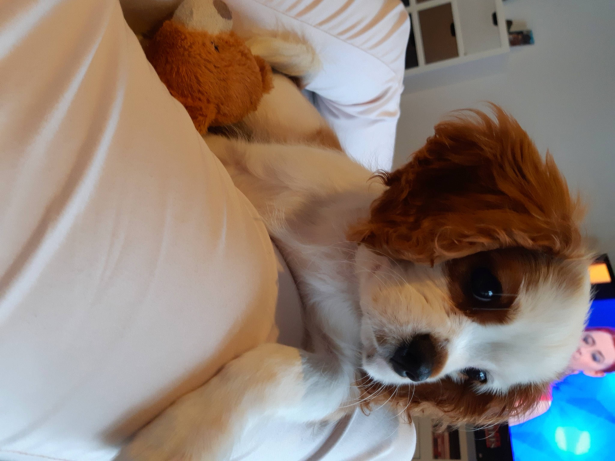 Floppy participe au concours pour gagner de l'argent avec cette photo : bangs, bed, comfort, companion_dog, dog_breed, eyelash, eyewear, fawn, felidae, happy, human_leg, long_hair, pillow, sunglasses, textile, toy, toy_dog, vision_care, whiskers, wig