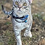 Klaus joined the competition — help win amazing prizes! cat, tabby, pet, collar, bell, outdoor, grass, animal, whiskers, fur, walking, closeup, yellow_eyes, curious, nature, mammal, young_cat, focused, domestic_cat, cute
