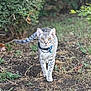 cat, tabby_cat, leash, outdoor, grass, bush, animal, pet, walking, nature, curious, yellow_eyes, ground, feline, mammal, collar, alert, stripes, daylight, garden