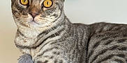 Klaus joined the competition — help win amazing prizes! cat, tabby, yellow_eyes, close_up, pet, animal, feline, whiskers, ears, paws, soft_toy, striped_fur, domestic_cat, indoor, curious, looking, portrait, mammal, cute, relaxed
