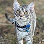 Klaus joined the competition — help win amazing prizes! cat, tabby, yellow_eyes, collar, bell, pet, animal, feline, outdoor, curious, whiskers, fur, close_up, standing, young_cat, nature, blurred_background, domestic_cat, alert, cute