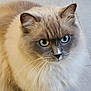 Topaze participe au concours pour gagner de l'argent avec cette photo : cat, fluffy, blue_eyes, cream_color, gray_color, whiskers, pet, feline, closeup, indoor, curious, animal, portrait, mammal, cute, soft_fur, domestic_cat, face, alert