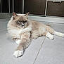 Topaze participe au concours pour gagner de l'argent avec cette photo : cat, fluffy, blue_eyes, relaxed, indoor, floor, tiled_floor, long_fur, pet, animal, whiskers, paw, cute, feline, domestic_cat, lying_down, calm, muzzle, ears, tail