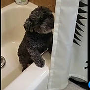 Mini joined the competition — help win amazing prizes! animal, bathroom, bathtub, black_dog, clean, corner, curious, dog, fur, home, indoor, mat, paw, pet, shower_curtain, small_dog, soap_bottle, standing, tile_wall, white_curtain