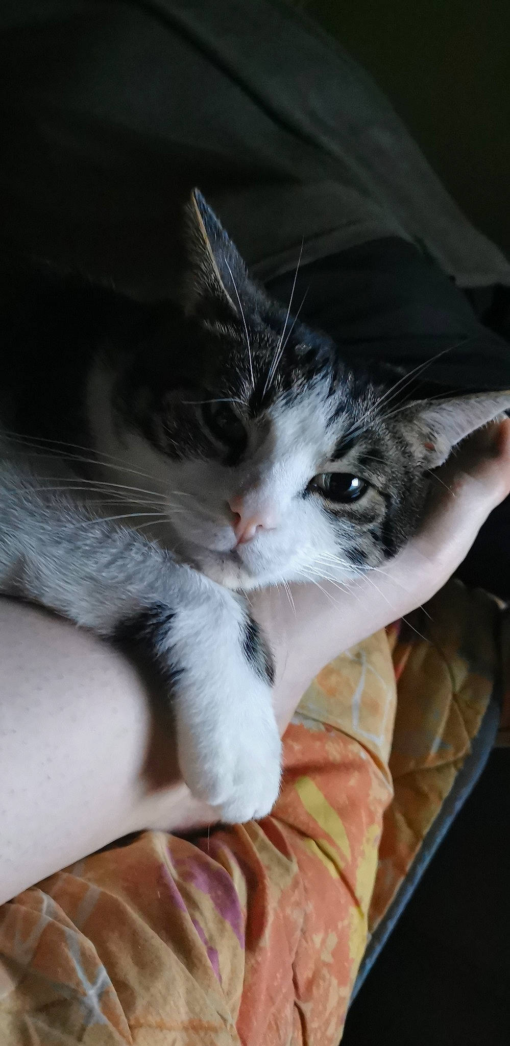 Bill a rejoint le concours — aidez-le/la à gagner de superbes lots ! carnivore, cat, claw, comfort, domestic_short_haired_cat, ear, felidae, fur, gesture, linens, nail, nap, paw, sleep, small_to_medium_sized_cats, snout, tail, whiskers