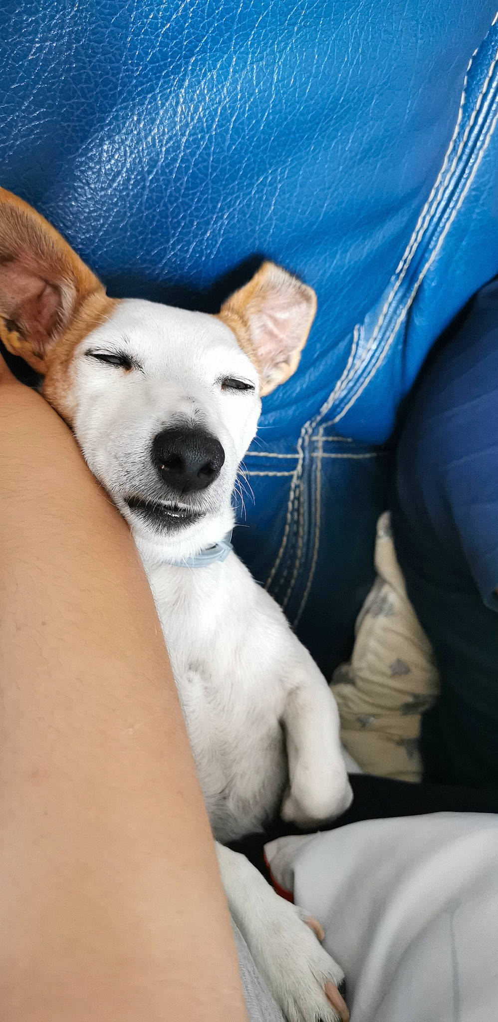 Leyna participe au concours pour gagner de l'argent avec cette photo : abdomen, canidae, carnivore, comfort, companion_dog, couch, dog, dog_breed, ear, fawn, fur, human_leg, linens, paw, snout, sporting_group, tail, toy_dog, trunk, whiskers