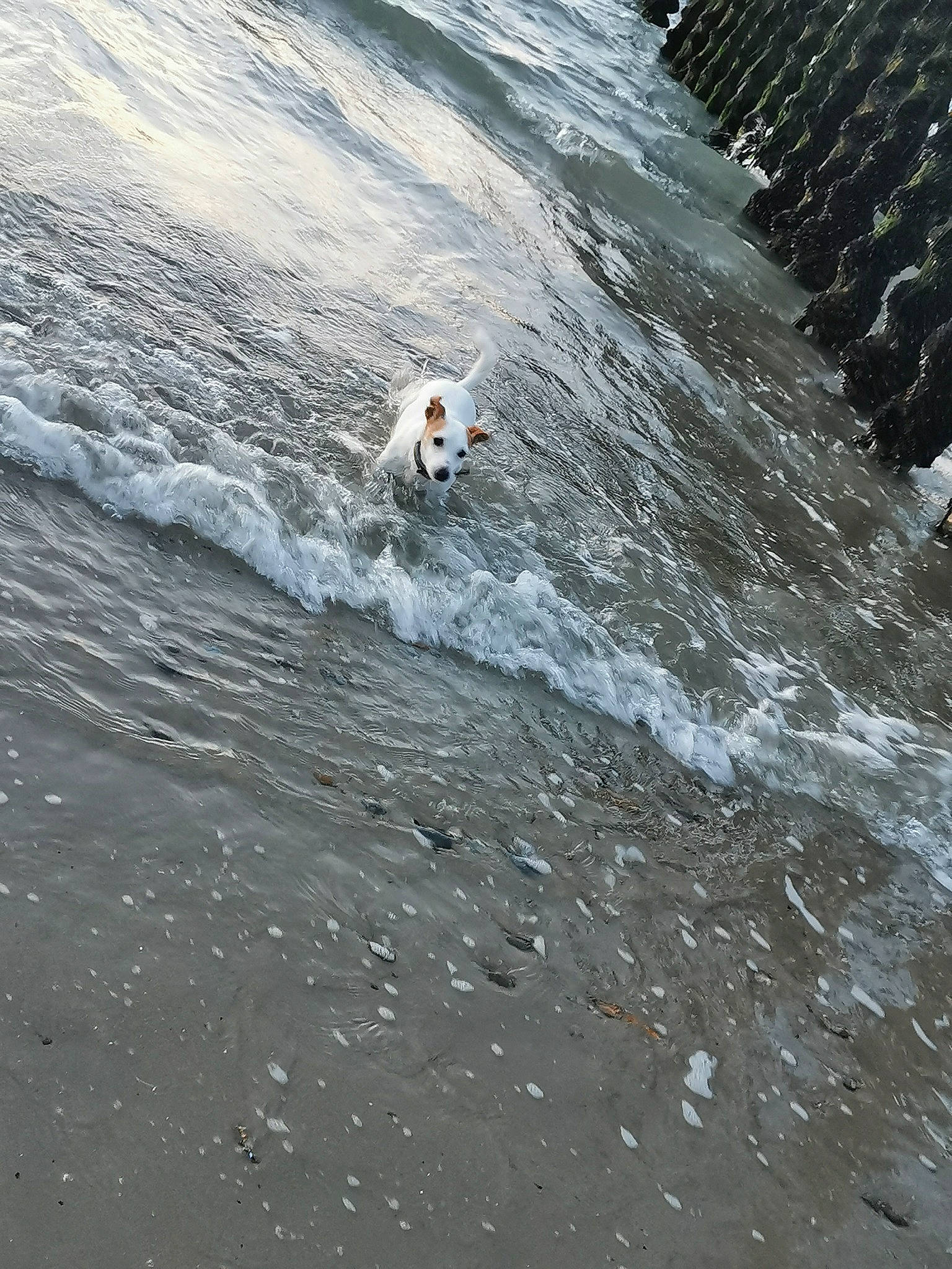 Leyna a rejoint le concours — aidez-le/la à gagner de superbes lots ! beach, canidae, carnivore, dog, dog_breed, fluid, lake, liquid, ocean, recreation, sea, seabird, slope, sporting_group, sports, tide, water, wave, wind, wind_wave