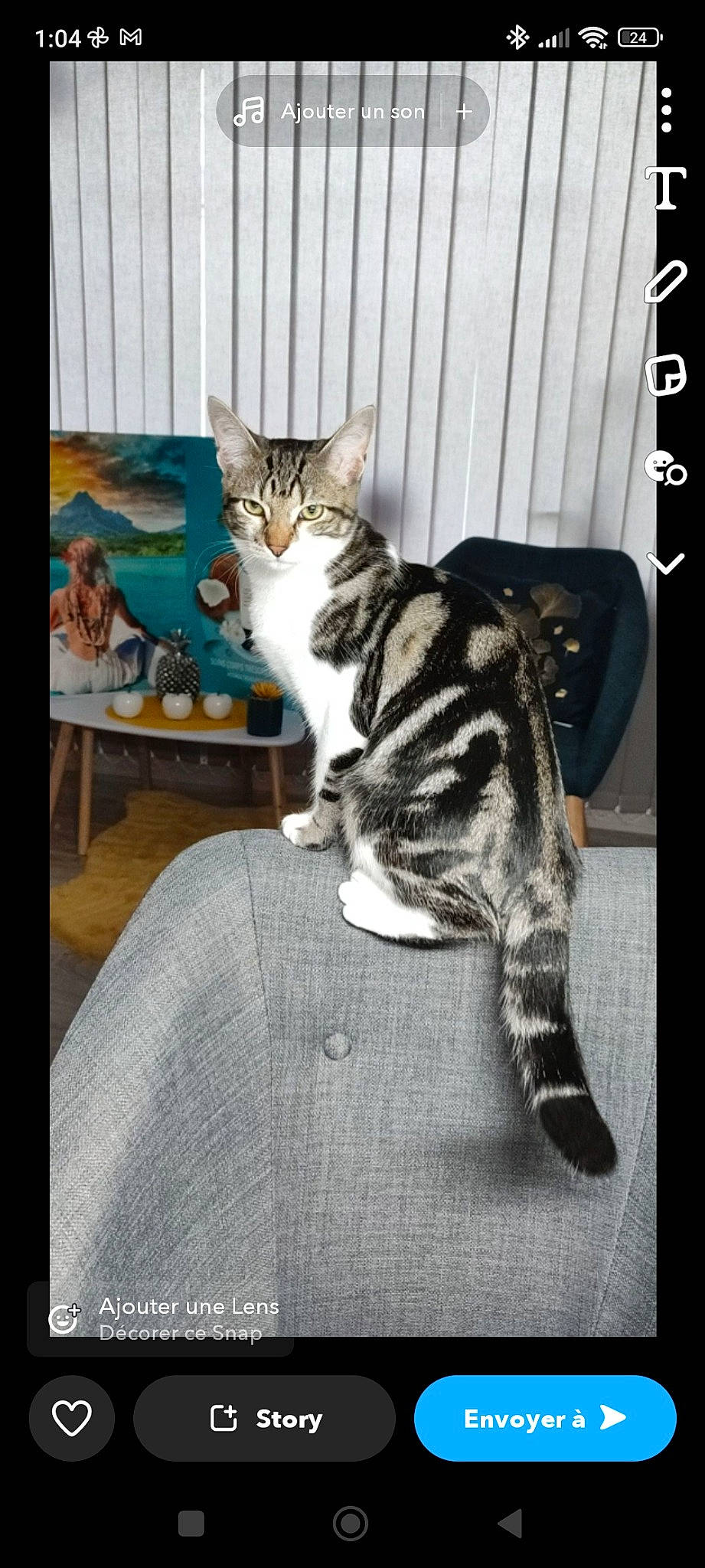 Lolly participe au concours pour gagner de l'argent avec cette photo : carnivore, cat, comfort, domestic_short_haired_cat, felidae, fur, paw, photo_caption, rectangle, sitting, small_to_medium_sized_cats, table, tail, terrestrial_animal, whiskers