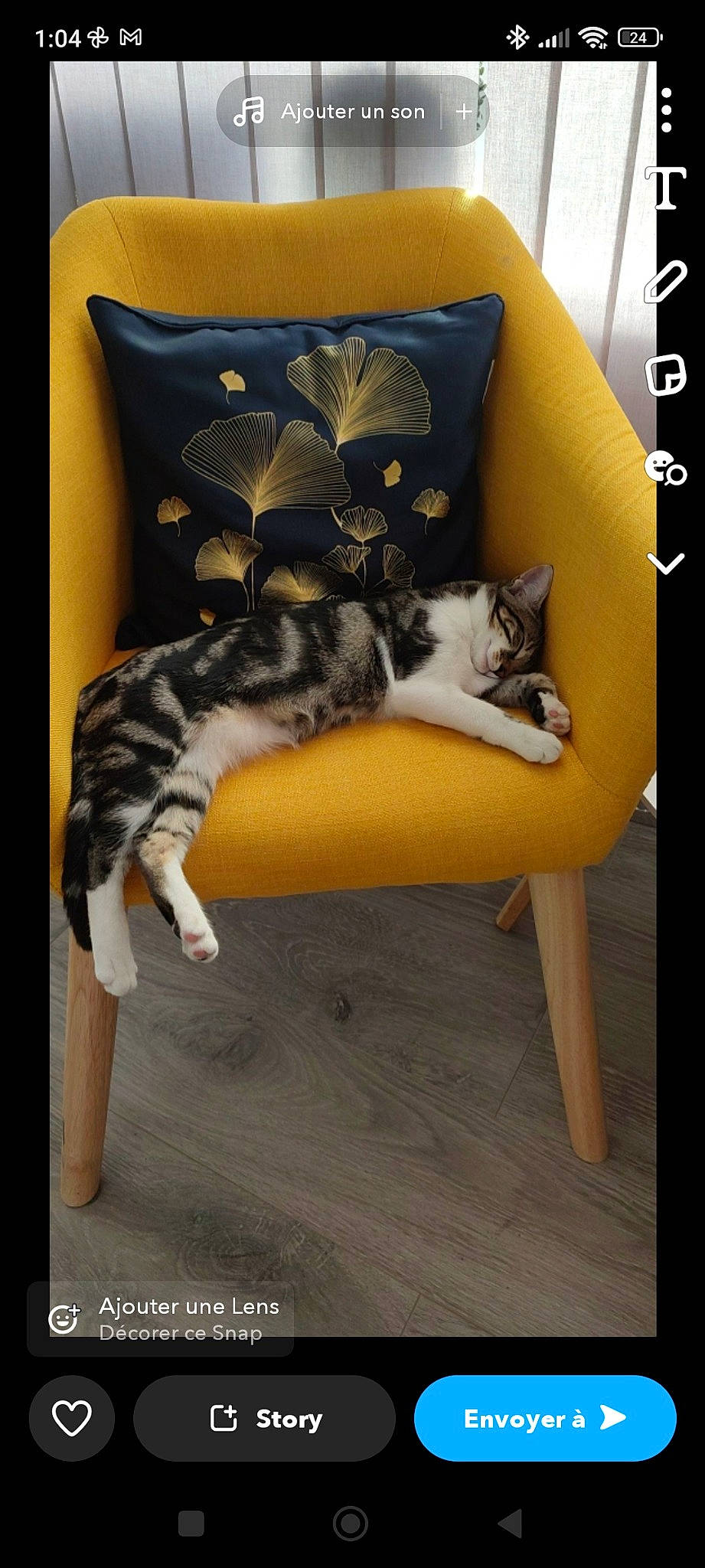 Lolly a rejoint le concours — aidez-le/la à gagner de superbes lots ! carnivore, cat, cat_bed, cat_supply, chair, comfort, companion_dog, domestic_short_haired_cat, felidae, flooring, fur, furniture, hardwood, room, sitting, small_to_medium_sized_cats, tail, terrestrial_animal, whiskers, wood