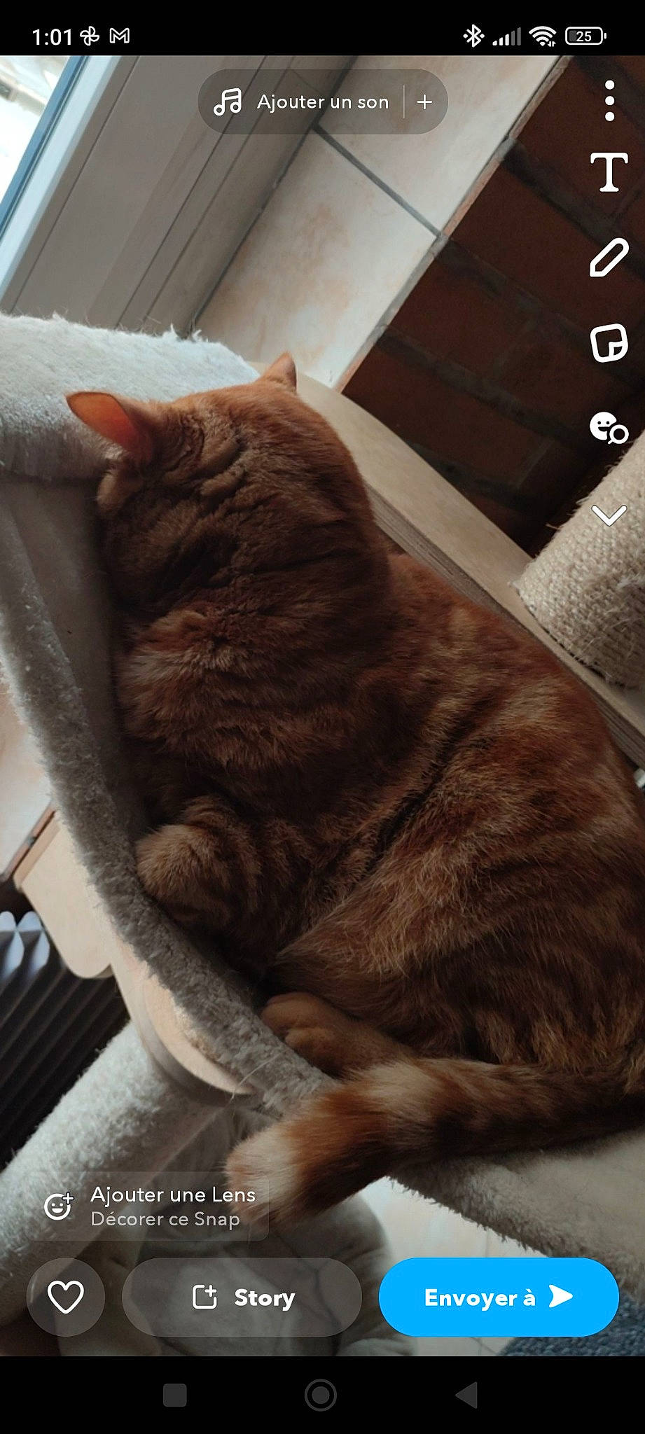 Filou participe au concours pour gagner de l'argent avec cette photo : carnivore, cat, claw, comfort, domestic_short_haired_cat, felidae, fur, nap, paw, sitting, sleep, small_to_medium_sized_cats, snout, tail, whiskers, window