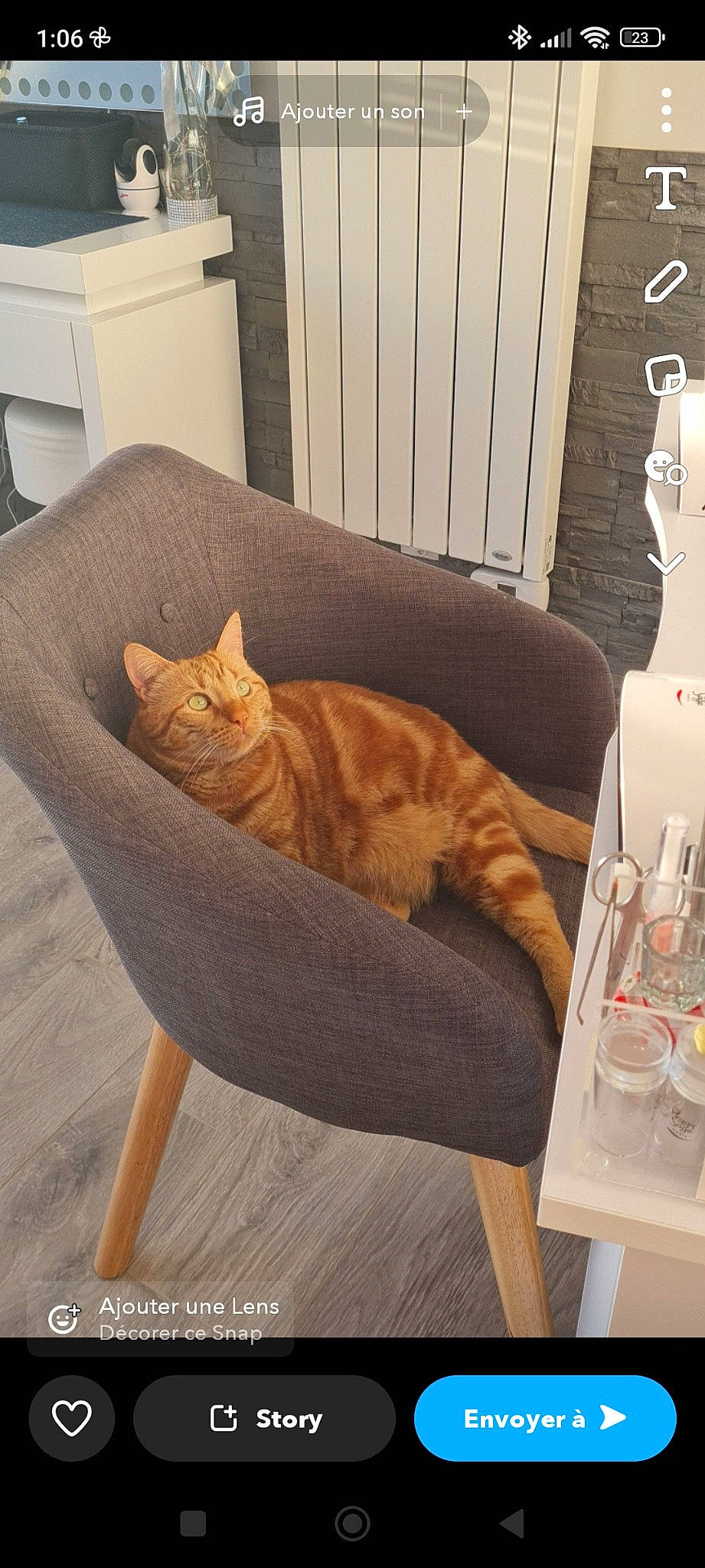 Filou a rejoint le concours — aidez-le/la à gagner de superbes lots ! carnivore, cat, chair, comfort, couch, fawn, felidae, floor, flooring, furniture, grey, interior_design, mammal, plant, small_to_medium_sized_cats, table, vertebrate, whiskers, window, wood