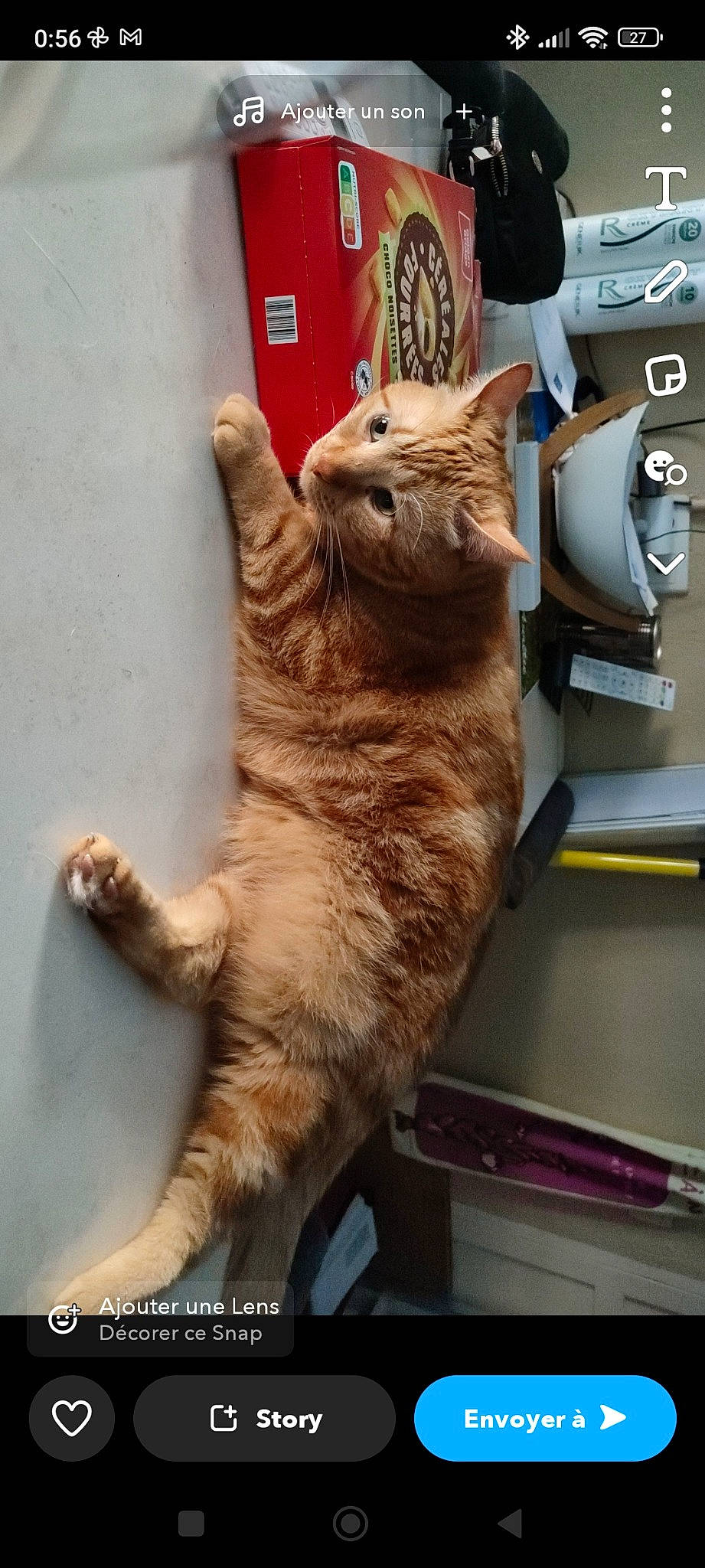 Filou a rejoint le concours — aidez-le/la à gagner de superbes lots ! carnivore, cat, claw, domestic_short_haired_cat, fawn, felidae, fur, gesture, paw, small_to_medium_sized_cats, snout, tail, whiskers