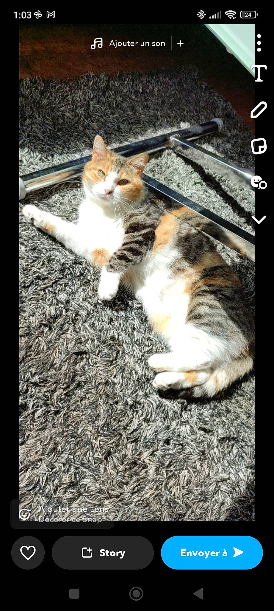 Lou a rejoint le concours — aidez-le/la à gagner de superbes lots ! carnivore, cat, claw, domestic_short_haired_cat, felidae, flooring, foot, fur, grass, paw, photo_caption, rectangle, sitting, small_to_medium_sized_cats, tail, whiskers, window