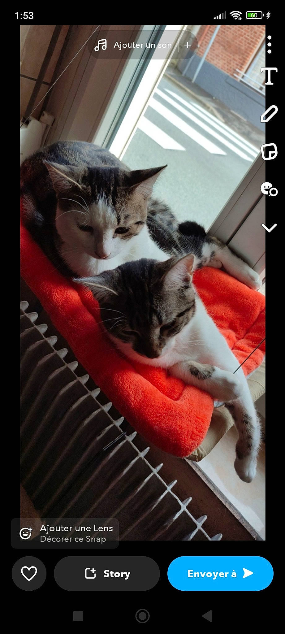 Pop a rejoint le concours — aidez-le/la à gagner de superbes lots ! box, carnivore, cat, cat_supply, claw, comfort, domestic_short_haired_cat, felidae, fur, lap, metal, paw, pet_supply, photo_caption, room, small_to_medium_sized_cats, snout, tail, whiskers, window