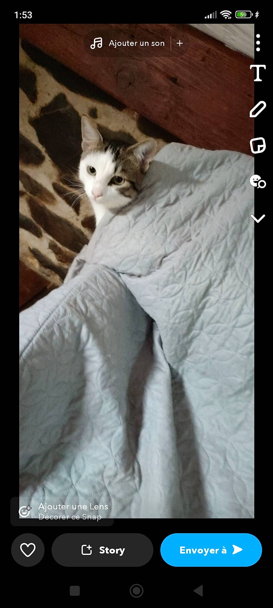 Pop a rejoint le concours — aidez-le/la à gagner de superbes lots ! carnivore, cat, claw, comfort, domestic_short_haired_cat, fawn, felidae, fur, linens, paw, photo_caption, sitting, small_to_medium_sized_cats, snout, tail, whiskers, window