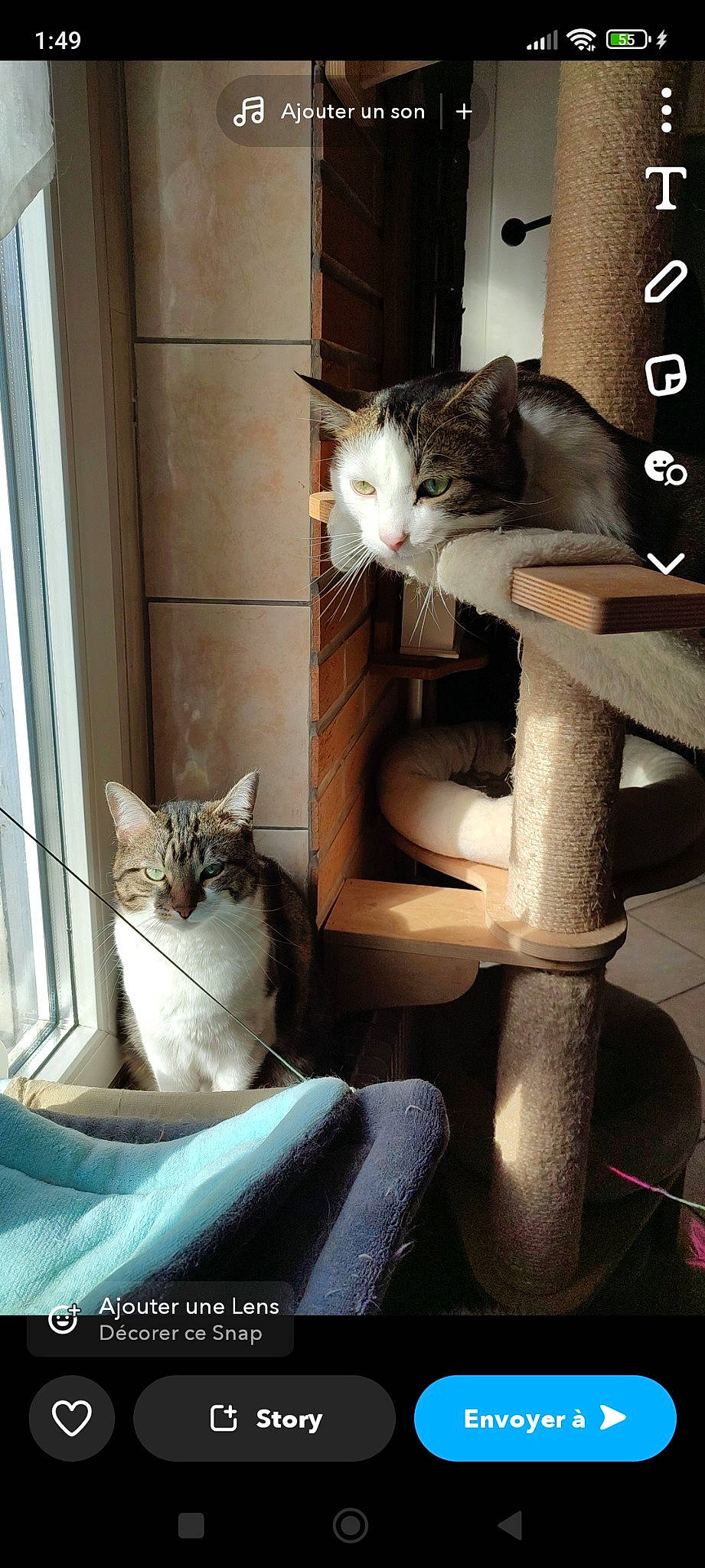 Pop a rejoint le concours — aidez-le/la à gagner de superbes lots ! carnivore, cat, comfort, domestic_short_haired_cat, door, felidae, fur, grey, mammal, paw, pet_supply, shelf, sitting, small_to_medium_sized_cats, snapshot, tail, vertebrate, whiskers, window, wood