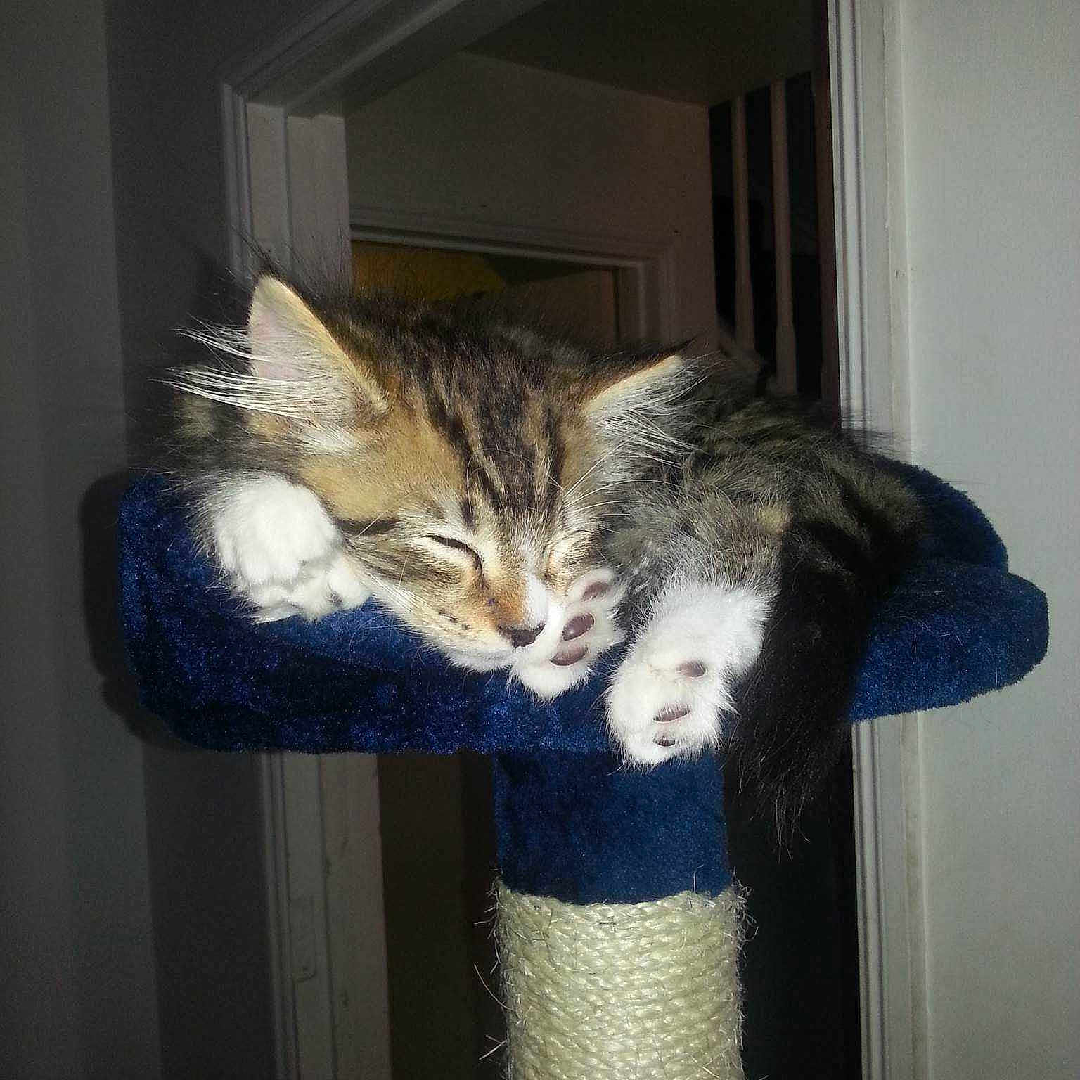 Alfie joined the competition — help win amazing prizes!