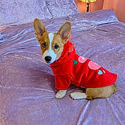 Victoria joined the competition — help win amazing prizes! corgi, puppy, dog, red_hoodie, bed, lavender_bedspread, pillows, lamp, indoor, pet, cute, small_dog, looking_at_camera, soft_texture, fur, ears, animal, domestic_animal, resting, cozy