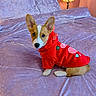 corgi, puppy, dog, red_hoodie, bed, lavender_bedspread, pillows, lamp, indoor, pet, cute, small_dog, looking_at_camera, soft_texture, fur, ears, animal, domestic_animal, resting, cozy