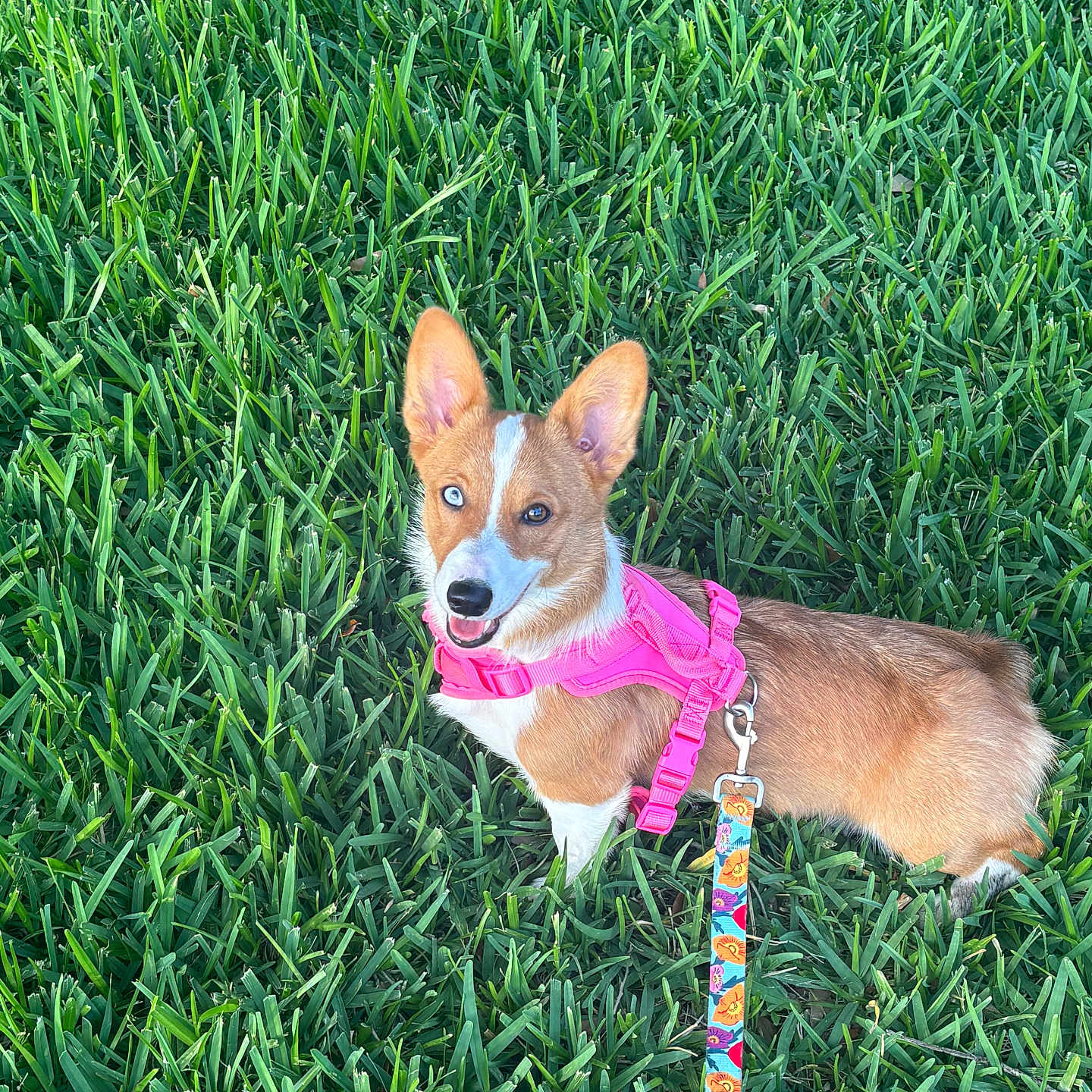 Victoria is registered to the contest to win money with this photo: dog, corgi, grass, pink_harness, leash, canine, pet, outdoor, happy, smiling, animal, greenery, nature, walk, playful, fur, ears, tongue, one_blue_eye, summer