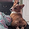 Victoria is registered to the contest to win money with this photo: dog, corgi, pet, bed, blanket, indoor, furniture, door, curious, brown, white, animal, cute, paw, resting, looking_back, cozy, canine, fur, companion