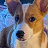 Victoria is registered to the contest to win money with this photo: dog, corgi, puppy, closeup, ears, tongue, pet, animal, cute, lying, blanket, indoors, fur, face, nostrils, whiskers, expression, portrait, domestic, canine