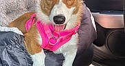 Victoria is registered to the contest to win money with this photo: dog, corgi, pet, car_interior, seat, pink_harness, heterochromia, blue_eye, brown_eye, tongue_out, blanket, cozy, fur, ears, animal, cute, domestic_animal, leather_seat, sunlight, relaxed