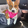dog, corgi, pet, car_interior, seat, pink_harness, heterochromia, blue_eye, brown_eye, tongue_out, blanket, cozy, fur, ears, animal, cute, domestic_animal, leather_seat, sunlight, relaxed
