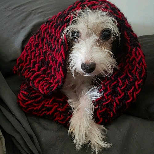 Cupcake joined the competition — help win amazing prizes! briquet_griffon_vendeen, canidae, carnivore, companion_dog, dog, dog_breed, grand_basset_griffon_vendeen, mammal, miniature_poodle, miniature_schnauzer, non_sporting_group, petit_basset_griffon_vendeen, rare_breed_dog, schnoodle, snout, sporting_group, sporting_lucas_terrier, terrier, toy_dog, vertebrate