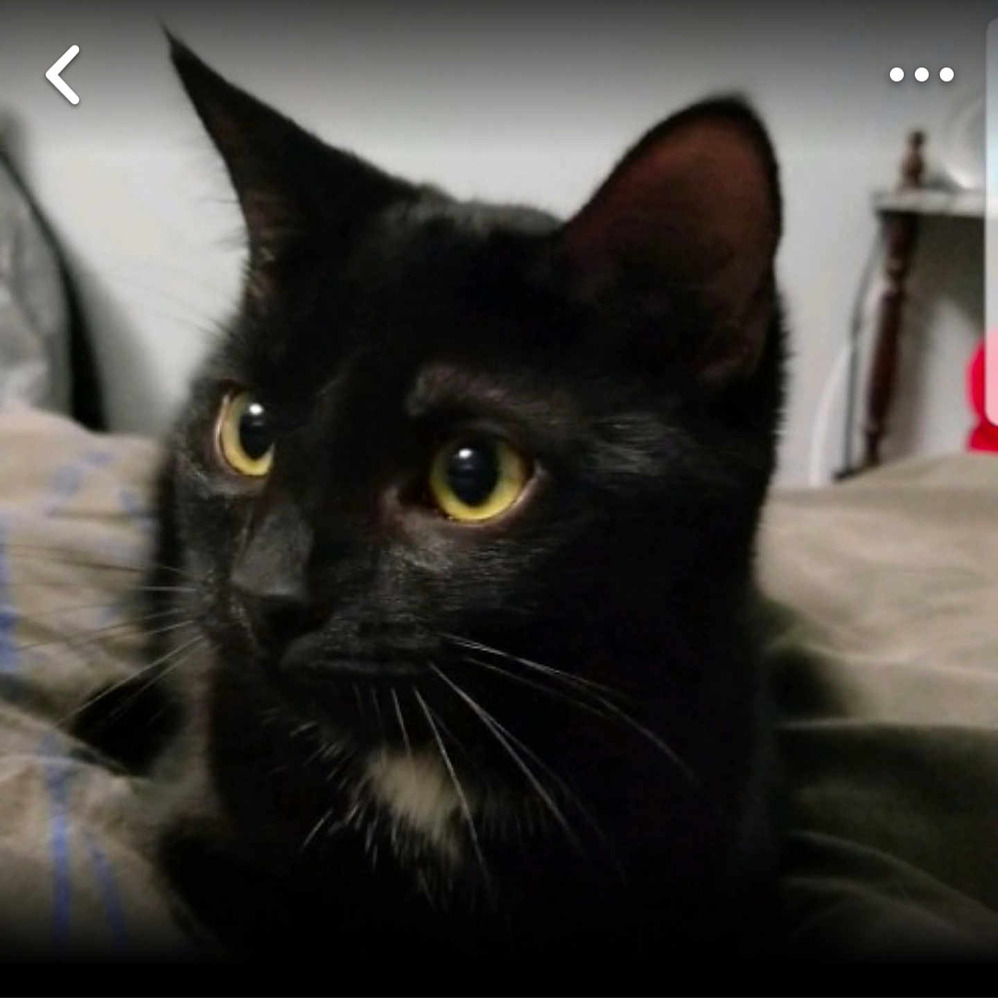 Salem joined the competition — help win amazing prizes! asian, black, black_and_white, black_cat, bombay, carnivore, cat, domestic_short_haired_cat, eye, felidae, kitten, korat, mammal, nebelung, photo_caption, small_to_medium_sized_cats, snapshot, snout, vertebrate, whiskers