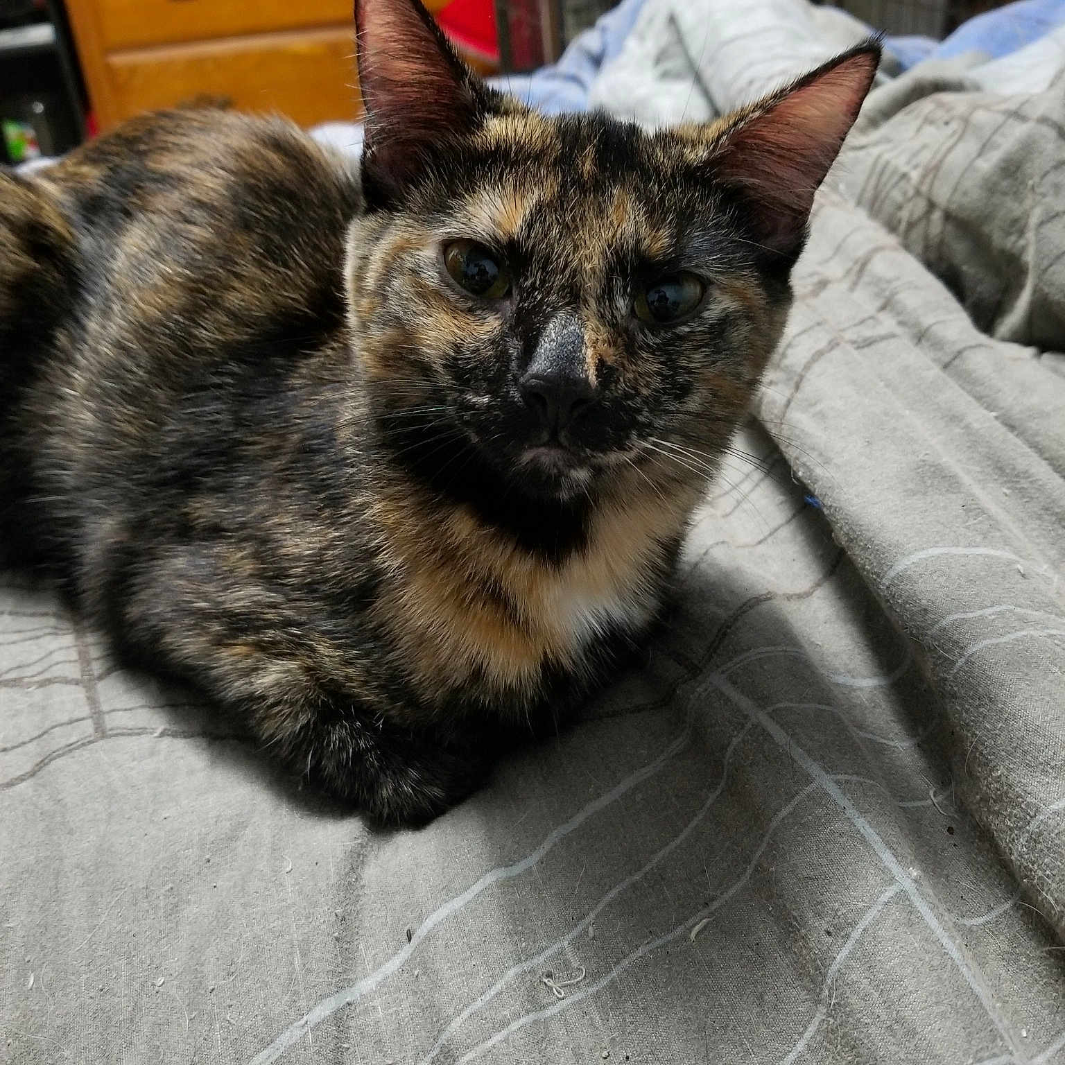 Hera