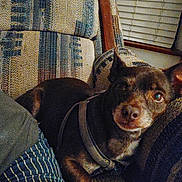 Hennessy is registered to the contest to win money with this photo: dog, puppy, small_dog, brown_dog, black_dog, pet, animal, portrait, close_up, wide_eyed, sitting, lying_down, collar, harness, chair, cushion, indoor, home, patterned_fabric, cozy