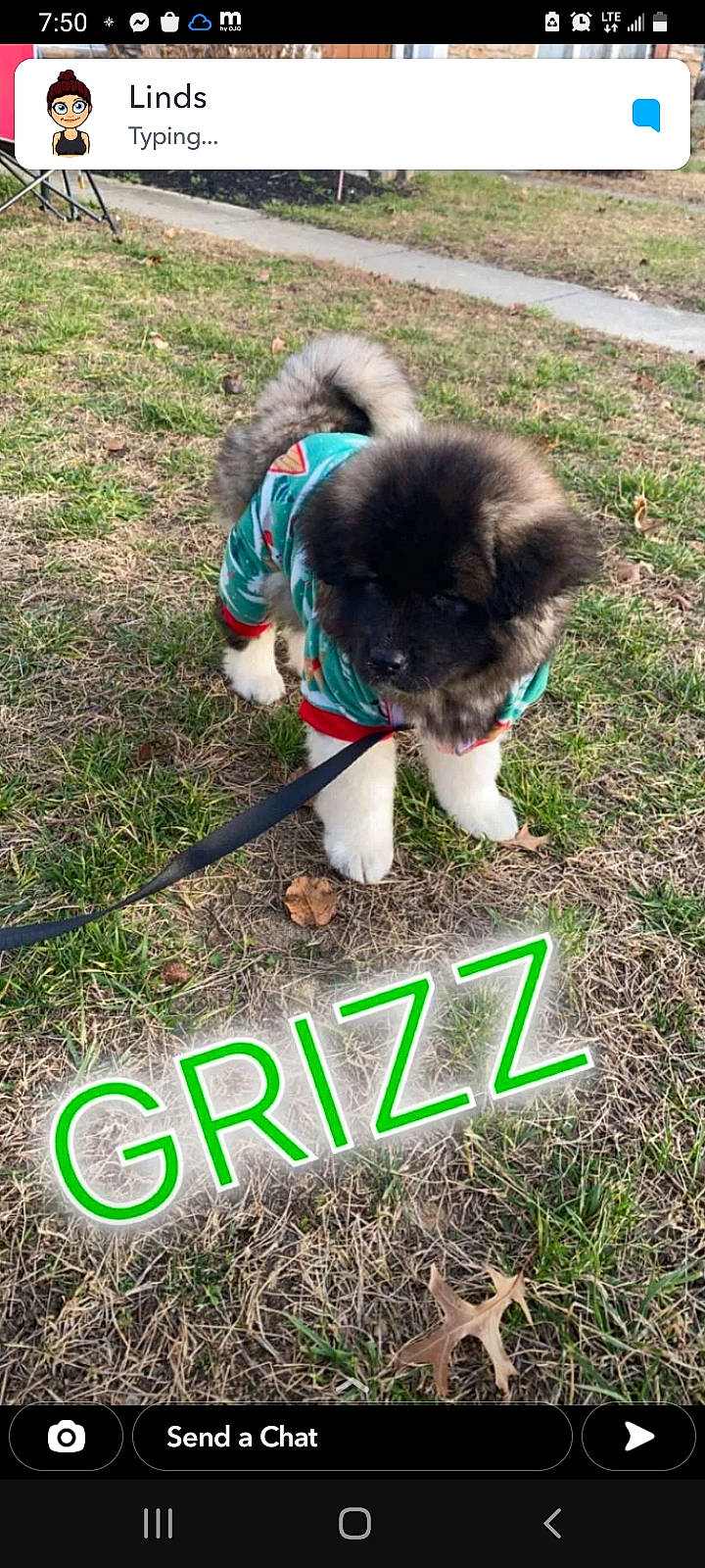 Grizz joined the competition — help win amazing prizes! carnivore, collar, companion_dog, dog, dog_breed, fawn, felidae, font, grass, grass_family, green, groundcover, lawn, mammal, pet_supply, plant, snout, soil, sporting_group, tail