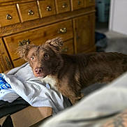 Echo joined the competition — help win amazing prizes! dog, brown_dog, indoor, furniture, dresser, clothing, blanket, box, carpet, pet, animal, curious, ears, fur, collar, household, room, portrait, looking, domestic