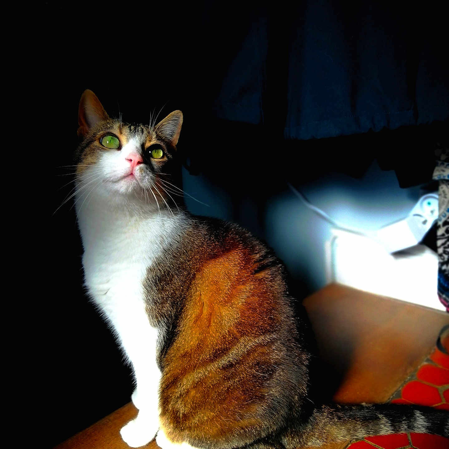 Cookie participe au concours pour gagner de l'argent avec cette photo : animal, bright_eyes, cat, close_up, curious, domestic_cat, feline, fur_pattern, green_eyes, indoor, pet, portrait, shadow, sitting, sunlight, tabby, tail, whiskers, white_fur, wooden_surface