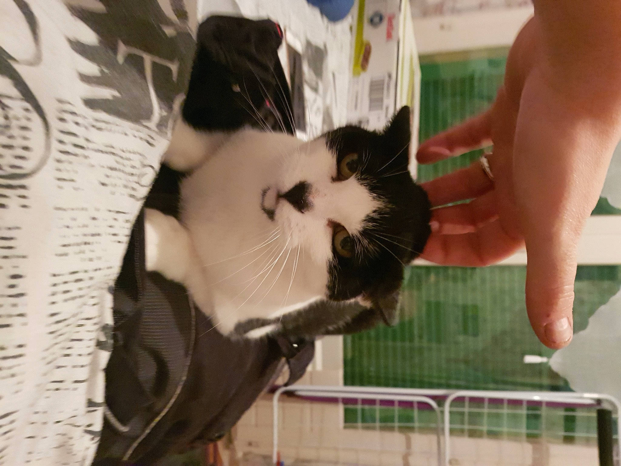 Papouille participe au concours pour gagner de l'argent avec cette photo : canidae, carnivore, cat, domestic_short_haired_cat, eye, fawn, felidae, foot, fur, human_leg, leg, mammal, paw, small_to_medium_sized_cats, snout, tail, thigh, tree, vertebrate, whiskers