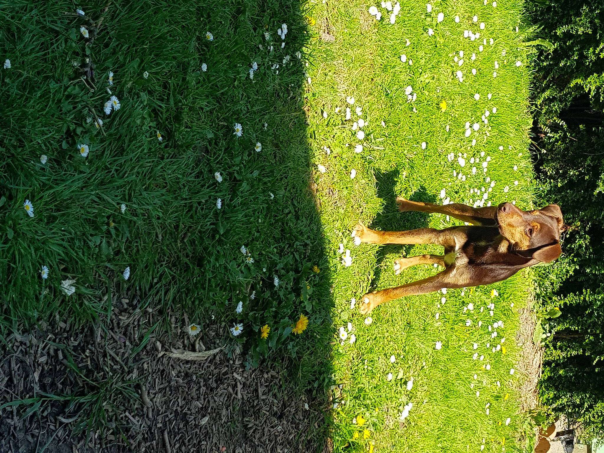 Lucky participe au concours pour gagner de l'argent avec cette photo : branch, dog, forest, grass, grassland, groundcover, landscape, lawn, meadow, organism, people_in_nature, plant, shadow, shrub, tail, terrestrial_plant, tree, trunk, water, wood